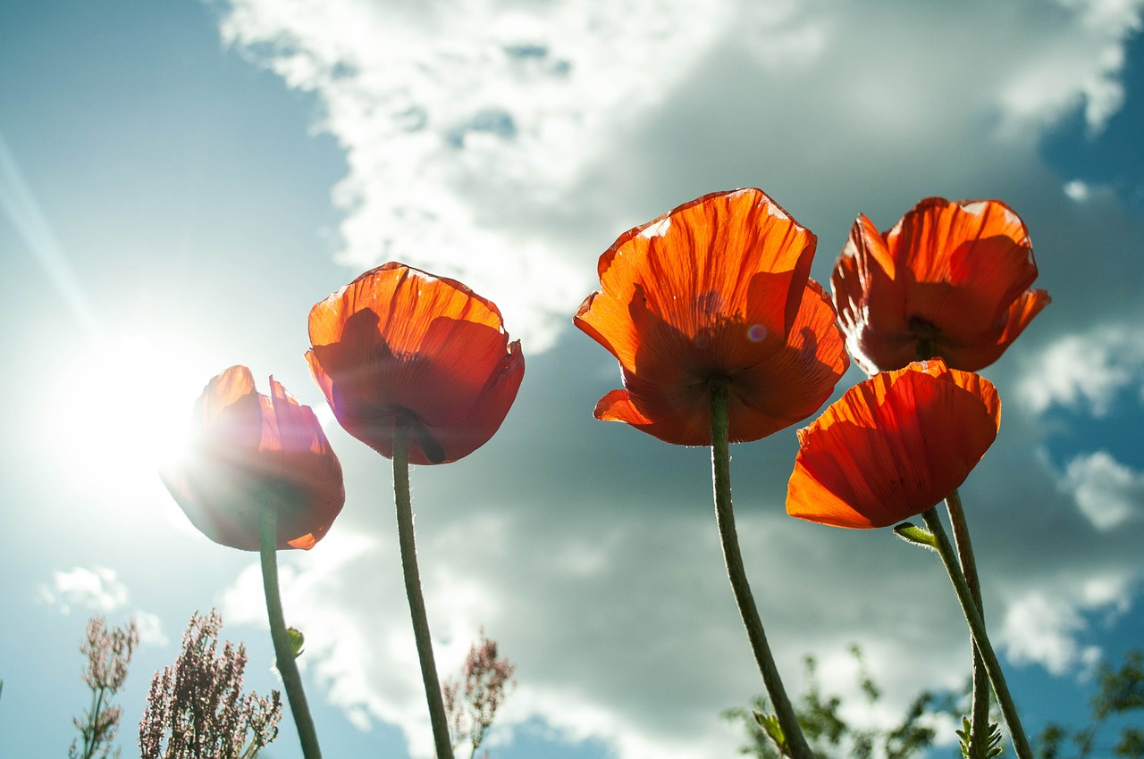 Restez au Frais ! chez Vous…