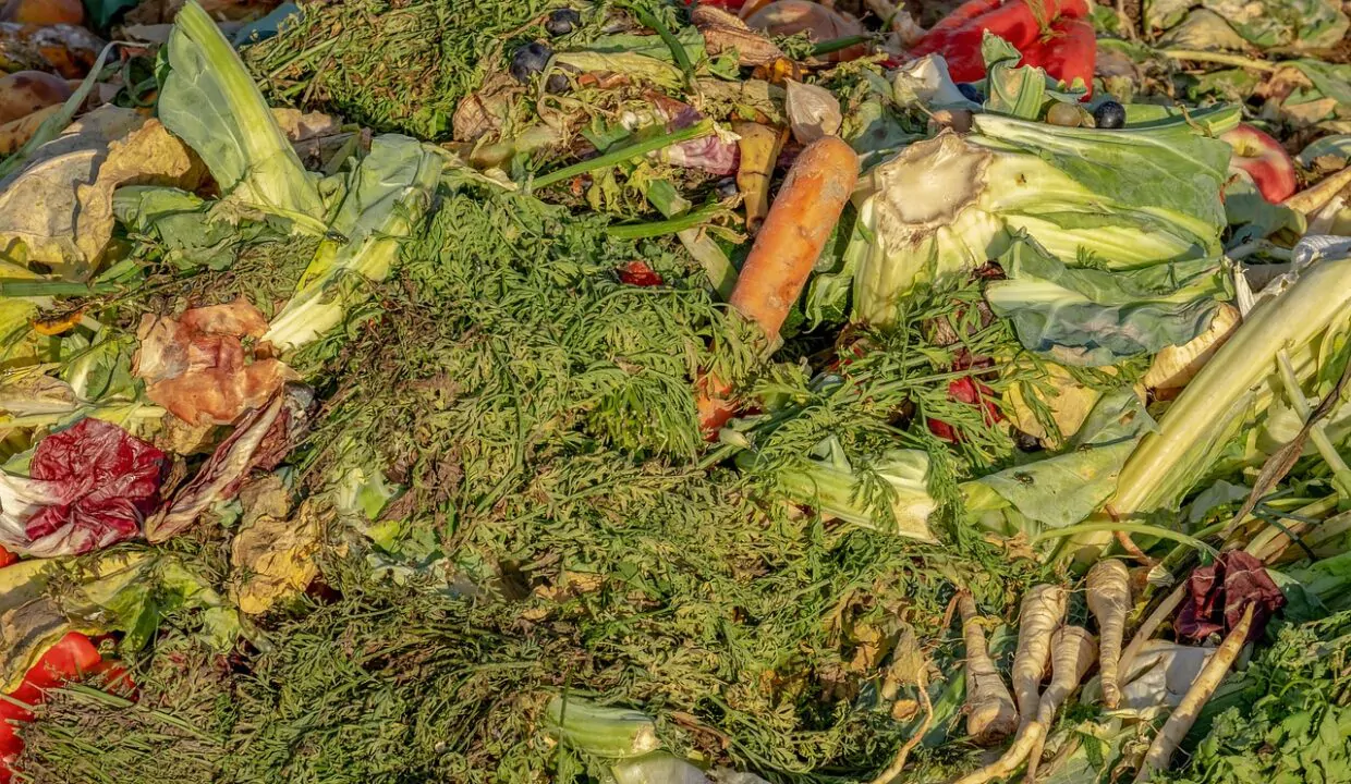 compost légumes détritus