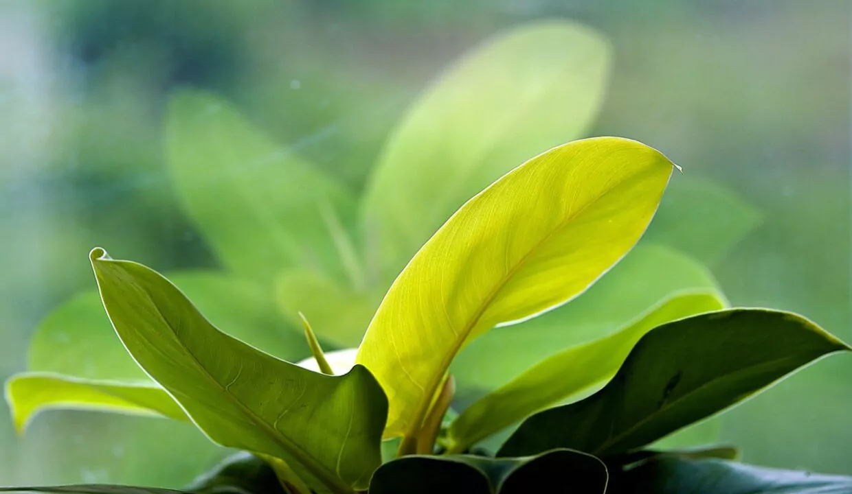 plantes vertes intérieur